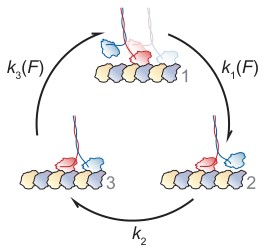 Kinesin_3state
