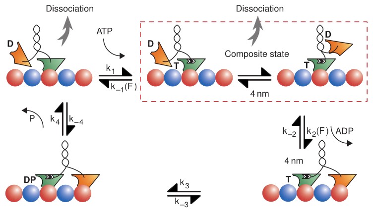 Kinesin_Cycle