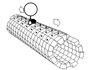 Kinesin_Kinesin