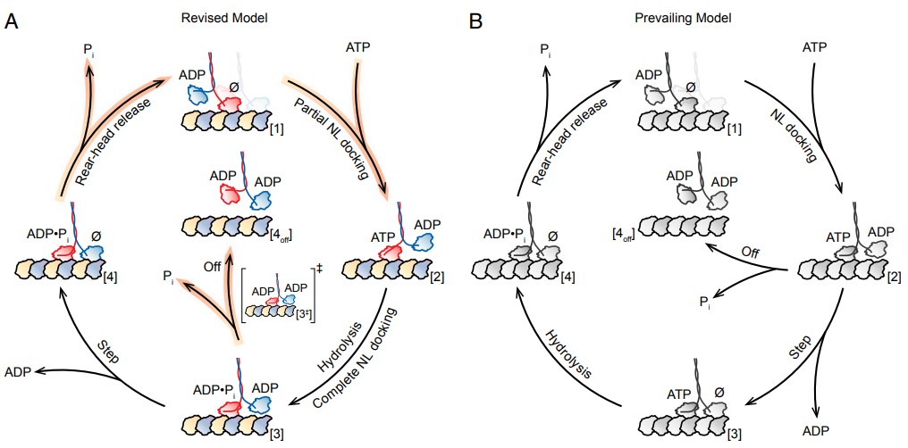 Kinesin_PNAS
